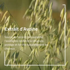 Weleda Après-shampooing Régénérant à L'Avoine - 200 Ml -Éclat De Beauté 285826 weleda apres shampooing regenerant a l avoine 200 ml capillaires 200ml tube autre2 1000x1000 1